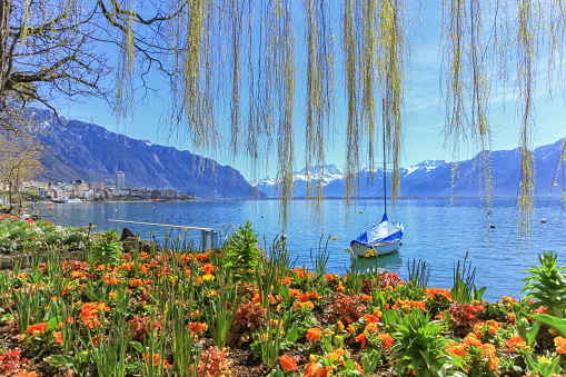 Colorful springtime flowers at Geneva lake and Alps mountains in the background by beautiful day, Montreux, Switzerland.