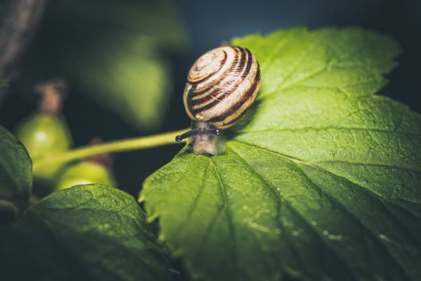 istock Snail eating plants in the garden 1400135464