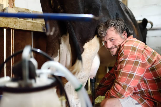 Handsome mature farmer is using milking facility for cows in cowshed own farm. Mechanized milking equipment. Growing livestock is a traditional direction of agriculture. stock photo
