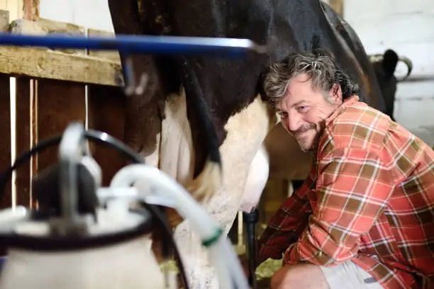 Handsome mature farmer is using milking facility for cows in cowshed own farm. Mechanized milking equipment. Growing livestock is a traditional direction of agriculture. Animal husbandry