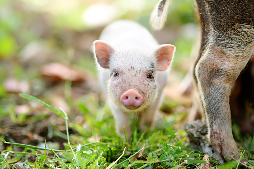Funny little piglet on a backyard of agricultural farm. Growing livestock is a traditional direction of agriculture. Animal husbandry