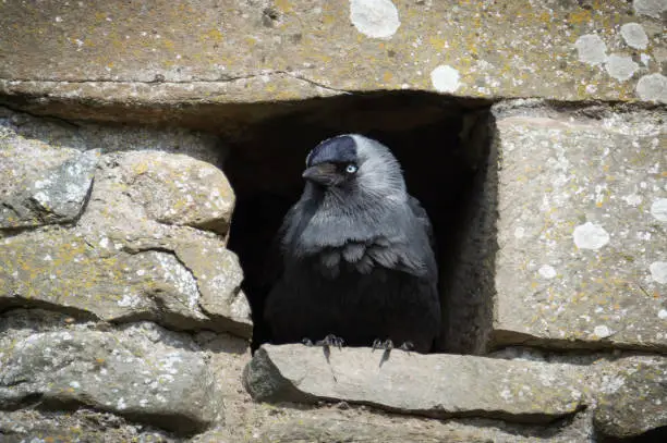 The black bird looking out from a cavity in the ruined wall of an old abbey
