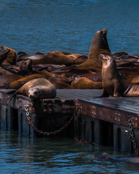 istock Pier 39 San Francisco Seals 1400139473