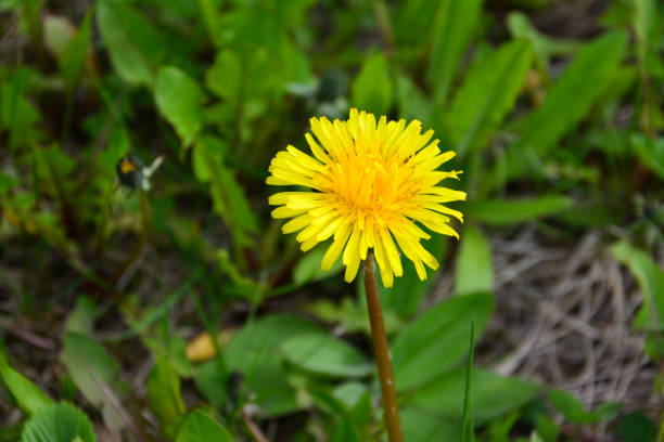 istock dandelion head isolated on green grass background 1400139540
