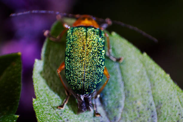 istock Small green metallic beetle on basil leaf outdoors in organic garden, illuminated with natural light, insect in central america. 1400140599