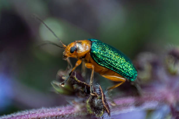 istock Small green metallic beetle on basil leaf outdoors in organic garden, illuminated with natural light, insect in central america. 1400140621