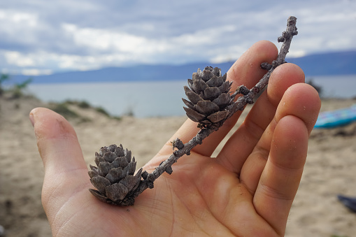 Branch with cones in hand in Olkhon island at Baikal
