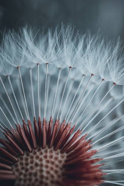 istock beautiful dandelion flower seed in springtime 1400140750