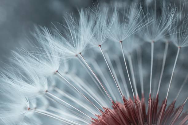 istock beautiful dandelion flower seed in springtime 1400140799