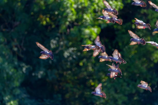 istock Flock of grey pigeons birds flying together 1400142232