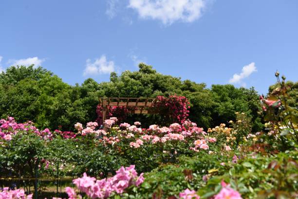 istock A view of the rose garden. 1400143039