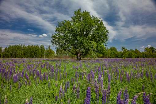 Scenic view on lupine flowering field with lonely tree in sunny summer day. On blue sky with white cloud background