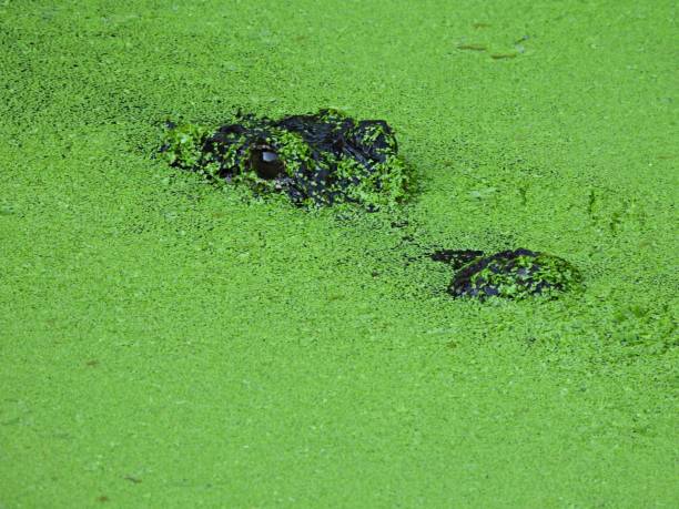 istock American Alligator (Alligator mississippiensis) swimming in duckweed 1400143537