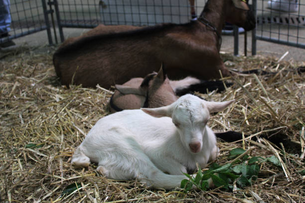 istock goat and kids 1400144223