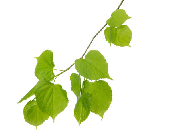 istock Linden tree branch with fresh green spring leaves isolated on white background 1400144313