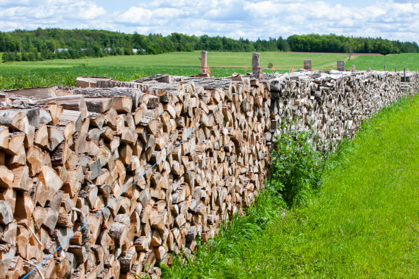 Close-up of cut firewood stacked on farm.