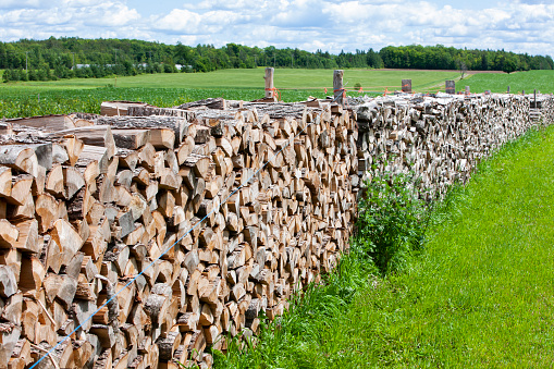 Close-up of cut firewood stacked on farm.