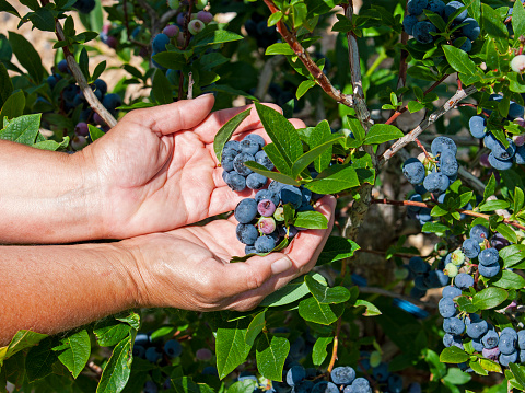Close-up of woman showing and picking blueberries on a farm.