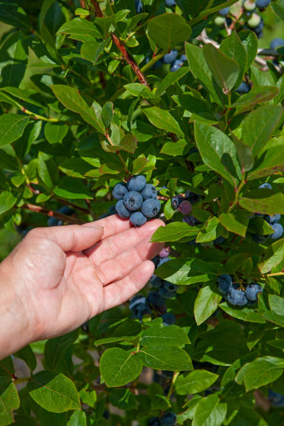 istock Woman showing and picking blueberries on a farm. 1400144384
