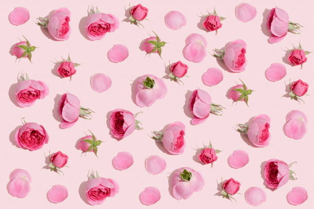 istock Creative pattern of pink roses spontaneously arranged with a green rose leaf on a pink background. minimal summer spring flowers composition. 1400146629
