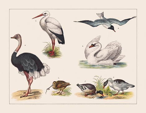 Various birds (Struthionidae, Ciconiidae, Scolopacidae, Larinae, Anatidae): a) Ostrich (Struthio camelus, male); b) White stork (Ciconia ciconia); c) Eurasian woodcock (Scolopax rusticola); d) Black-headed gull (Chroicocephalus ridibundus); e) Mute swan (Cygnus olor); f) Mallard, or wild dug (Anas platyrhynchos, male); g) Greylag goose (Anser anser). Chromolithograph, published in 1891.