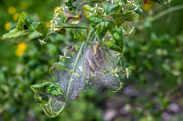 red comunal y hojas comidas de la oruga de la polilla del armiño, yponomeuta spp - insect moth nature ermine moth fotografías e imágenes de stock