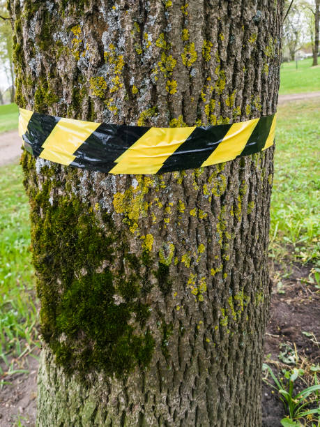 istock Yellow and black ribbon wrapped around a growing tree trunk. 1400148888