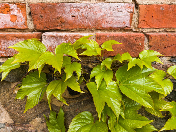 istock Red brick wall and creeper with green leaves. 1400148950