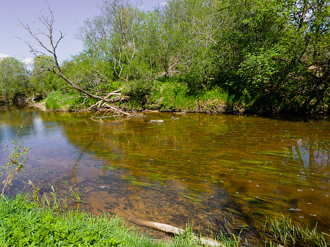 Ciecere river in sunny spring day, Latvia.