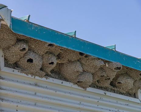 Close up of nests built by Cliff swallows under the eaves of a floating restroom on a lake.