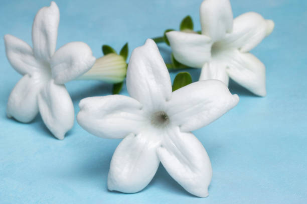 istock Stephanotis flower blossoms (Madagascar jasmine) on blue background 1400151868
