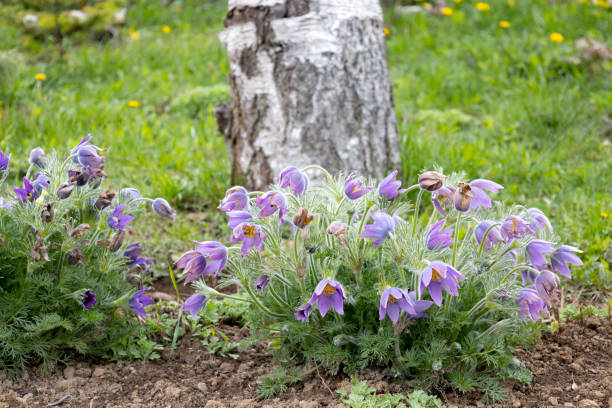 Sleep-grass, Pulsatilla in a flower bed in spring Sleep-grass, Pulsatilla in a flower bed in spring. Lilac perennial plants for garden. Anemone patens in landscape compositions and flowerbeds. pulsatilla grandis stock pictures, royalty-free photos & images