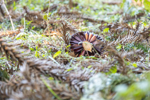 Harvest of South American pine tree Araucaria's round pine cone