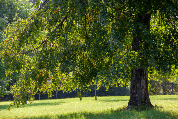 istock deciduous trees in the spring season with green foliage 1400154354