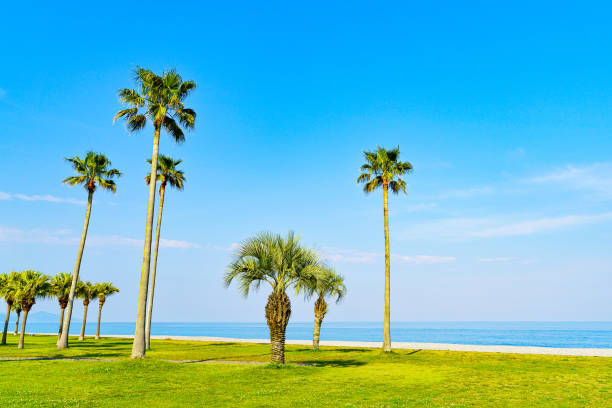 Mie Prefecture, Japan coastline at Shichirigahama and palm tree
