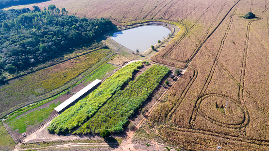 Aerial view of a cornfield in the countryside. On a farm in Brazil