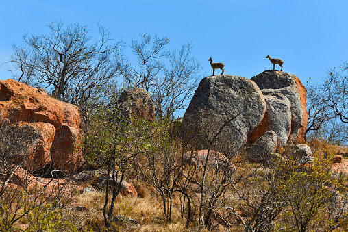 Klipspringers (Oreotragus oreotragus) on rocky outcrops in southern Kruger National Park, South Africa