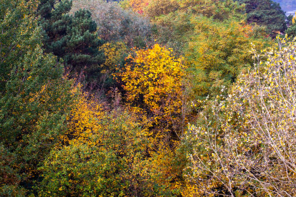 October 17. 2017, Weimar east germany. Looking at the \