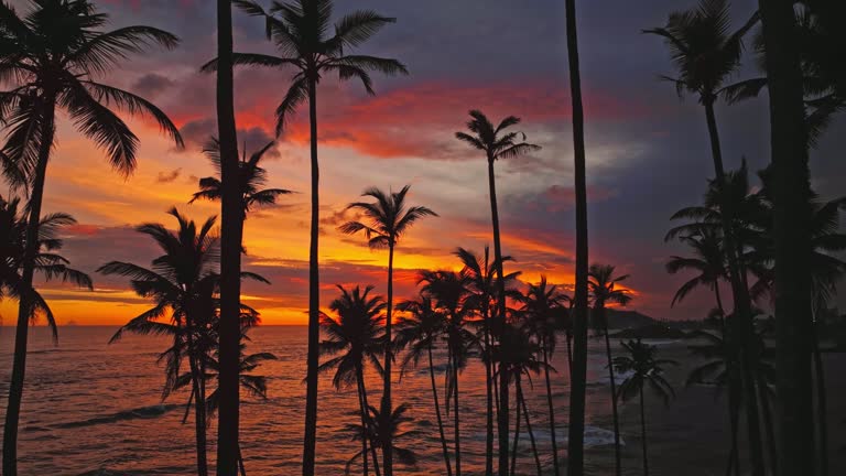 Palm trees at sunset on Mirissa, Sri Lanka