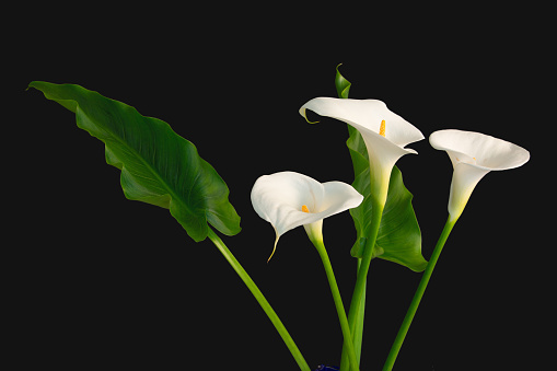 Three white Calla Lilies on a black background.