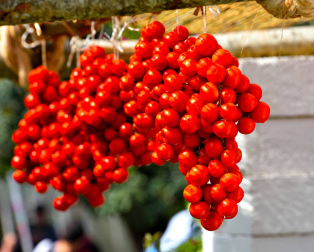 istock Euroflora nervi parks genoa 1400160463