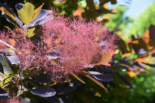 flores de árvore de fumaça no início do verão. - european smoketree - fotografias e filmes do acervo