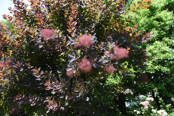 Smoke tree flowers in early summer. Smoke tree flowers in early summer. Anacandiaceae dioecious deciduous tree. The flowering season is from May to August. smoke bush blooming stock pictures, royalty-free photos & images