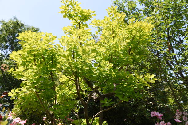 flores de árvore de fumaça no início do verão. - european smoketree - fotografias e filmes do acervo