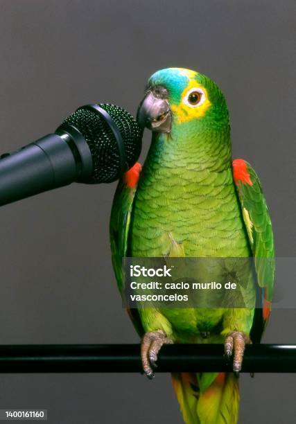 Brazilian Parrot Talking Into The Microphone On Gray Background Stock Photo - Download Image Now
