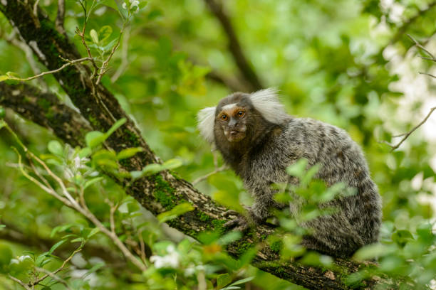 White tufted marmoset, Callithrix jacchus, small monkey that inhabits Brazilian forests. White tufted marmoset, Callithrix jacchus, small monkey that inhabits Brazilian forests. gallus gallus stock pictures, royalty-free photos & images
