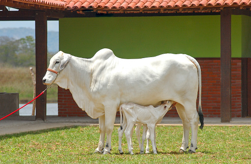 Image with cattle on a green grazing pasture