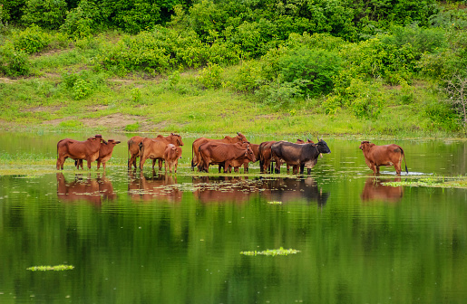 Livestock. Red Brahman cattle crossing a flooded area in Campina Grande, Paraiba, Brazil on June 26, 2005.