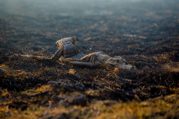 Burnt dead alligator lying on dry grass Pantanal, Mato Grosso - Brazil _ September 27, 2020 - Burnt dead alligator lying on dry grass burned corpse stock pictures, royalty-free photos & images