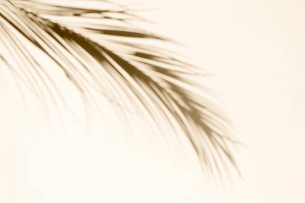 istock Green tropical thin leaf shadow on beige background. Minimal summer concept with palm tree leaf. Creative copy space for your product 1400162928
